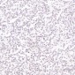Anti-beta Tubulin Rabbit Monoclonal Antibody